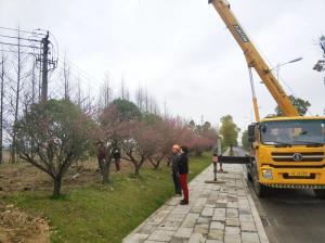  外環(huán)線道路景觀工程二、三標(biāo)段進(jìn)行補(bǔ)植復(fù)綠工作